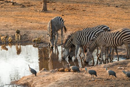 10 nights – Zambia & Malawi Affordable