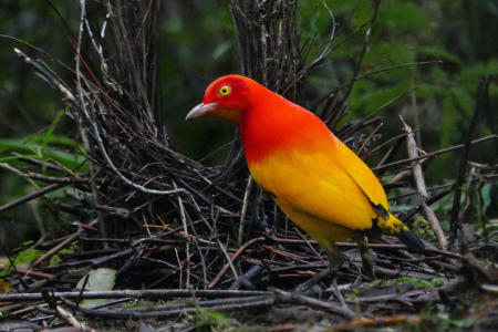 Bird Watching Tour